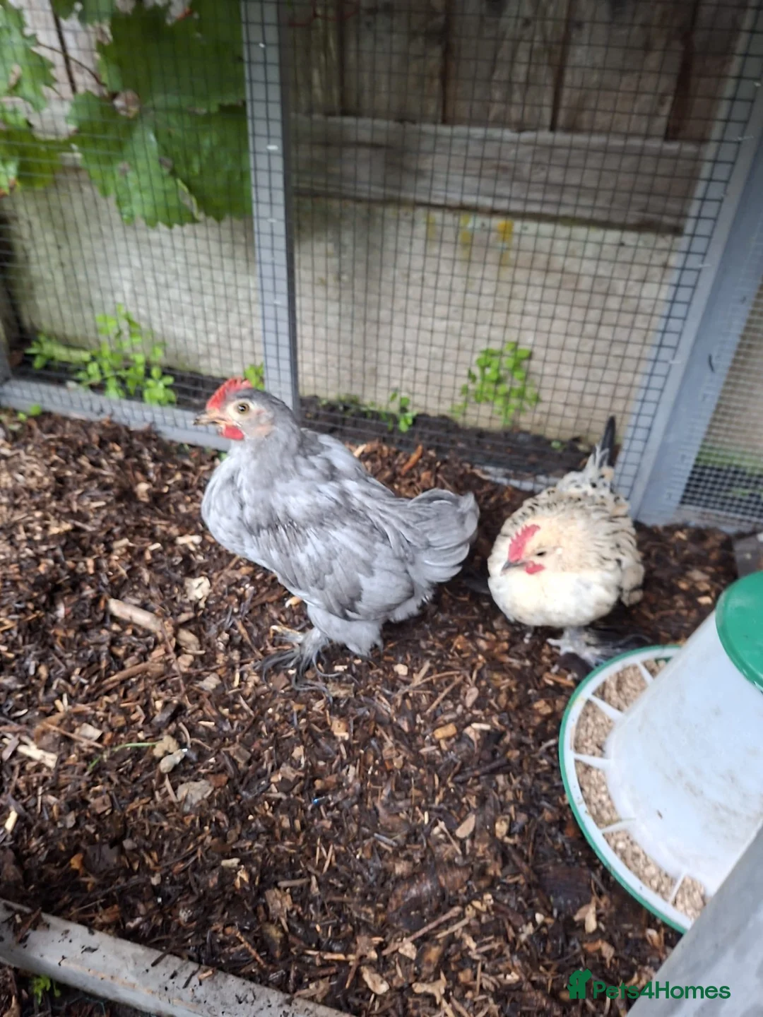 Chickens poultry for sale: Two Bantam Chickens (Male and Female) in Nantwich - Advert 6
