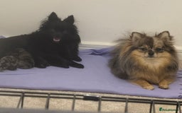 Pomchi dogs for sale: 3/4 Pomeranian  - Image 14