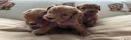 Cockapoo dogs for sale:  Stunning F1 DNA clear cockapoo puppies  - Advert 12