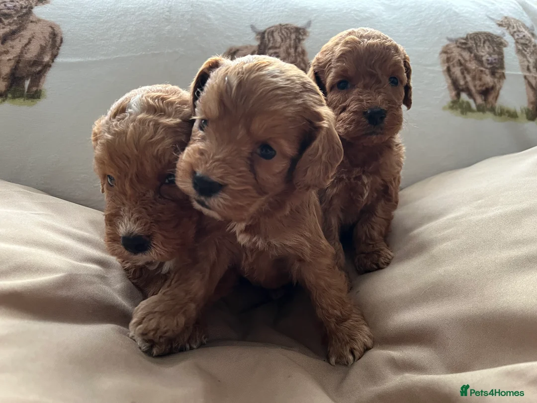 Cockapoo dogs for sale:  Stunning F1 DNA clear cockapoo puppies  - Advert 12