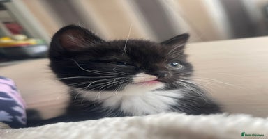 Mixed Breed cats - Advert 7