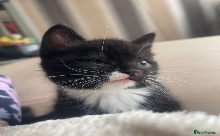 Mixed Breed cats - Advert 3