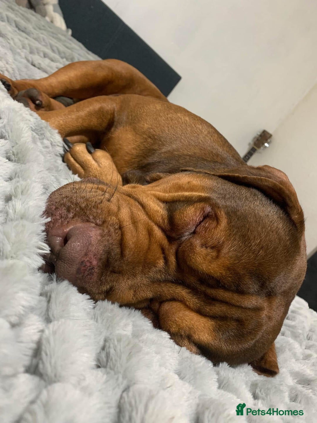 Mixed Breed dogs for sale: A beautiful litter of Rottweiler/staff/mastiffs - Advert 25