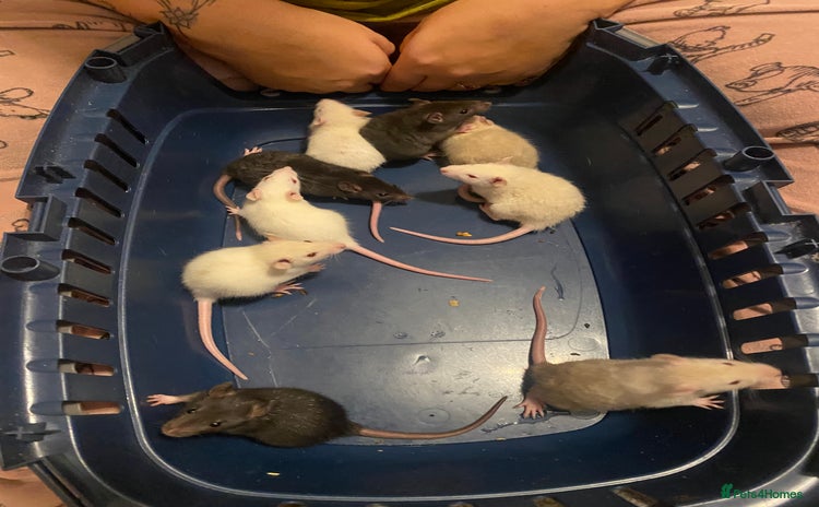 Rat rodents - Advert 6