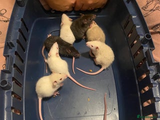 Rat rodents - Advert 14