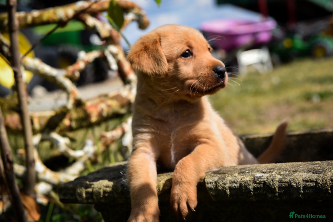 Labrador Retriever dogs for sale: Deep Red Top Quality Labrador Puppies - Image 3
