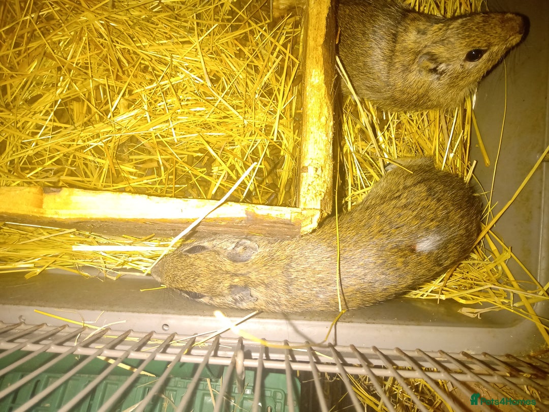 Guinea Pig rodents for sale: Yellow toothed cavies  - Advert 2