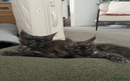 Maine Coon cats for sale: Stunning championship Maine coon black smoke - Image 2