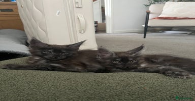 Maine Coon cats - Advert 9