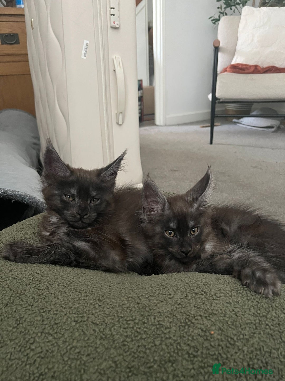 Maine Coon cats for sale: Stunning championship Maine coon black smoke - Image 2