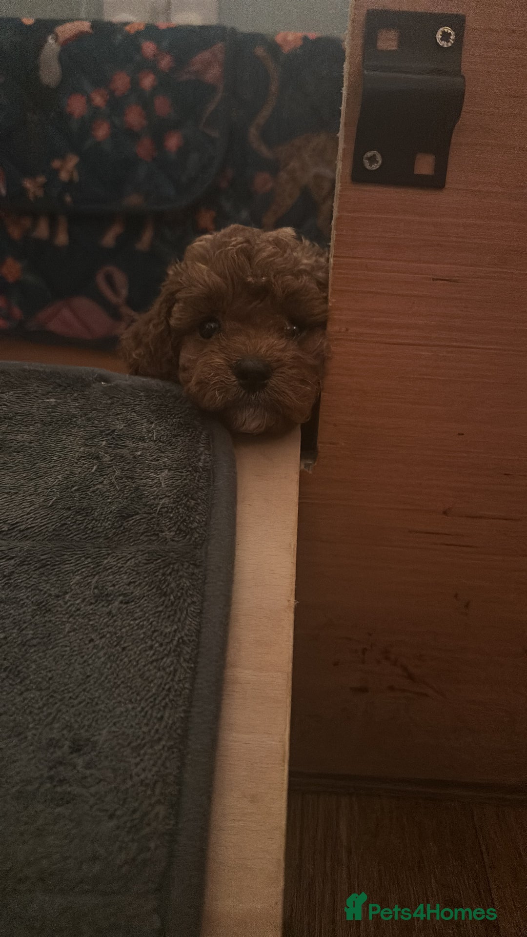 Cavapoo dogs for sale: 🌟 Rare Tiny Toy Cavapoo's F1B 🌟ready next week  - Image 28
