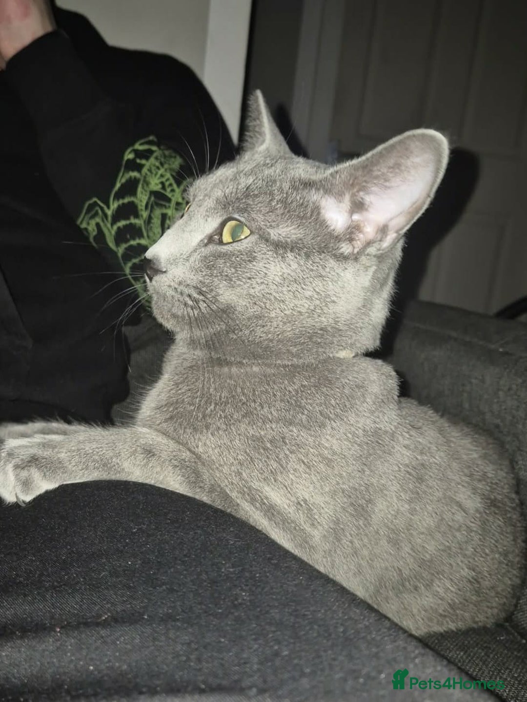 Russian Blue cats for sale: Russian Blue boy for rehoming  - Advert 3