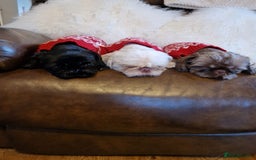 Shih Tzu dogs for sale: 6 Snow White Shih Tzu Pups.  - Image 18
