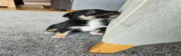 Border Collie dogs for sale: 🔥Unique tri border collie pups 🔥 - Advert 24