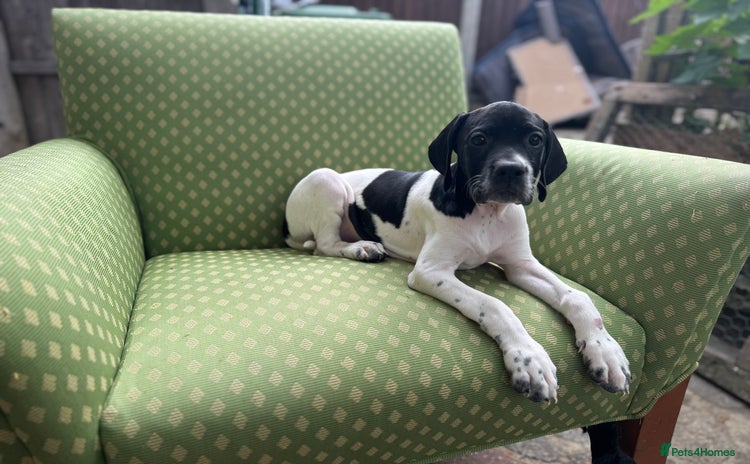 Pointer dogs - Advert 1