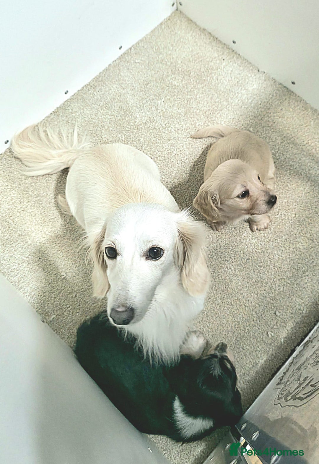 Miniature Dachshund dogs for sale: Longhaired Minature Dachshunds  - Image 12