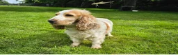 Cocker Spaniel dogs for sale: Beautiful show type female cocker spaniel - Advert 2