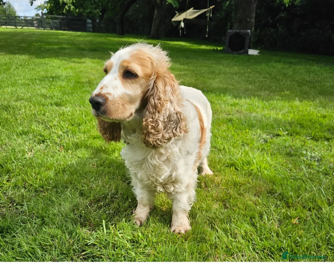 Cocker Spaniel dogs for sale: Beautiful show type female cocker spaniel - Advert 2