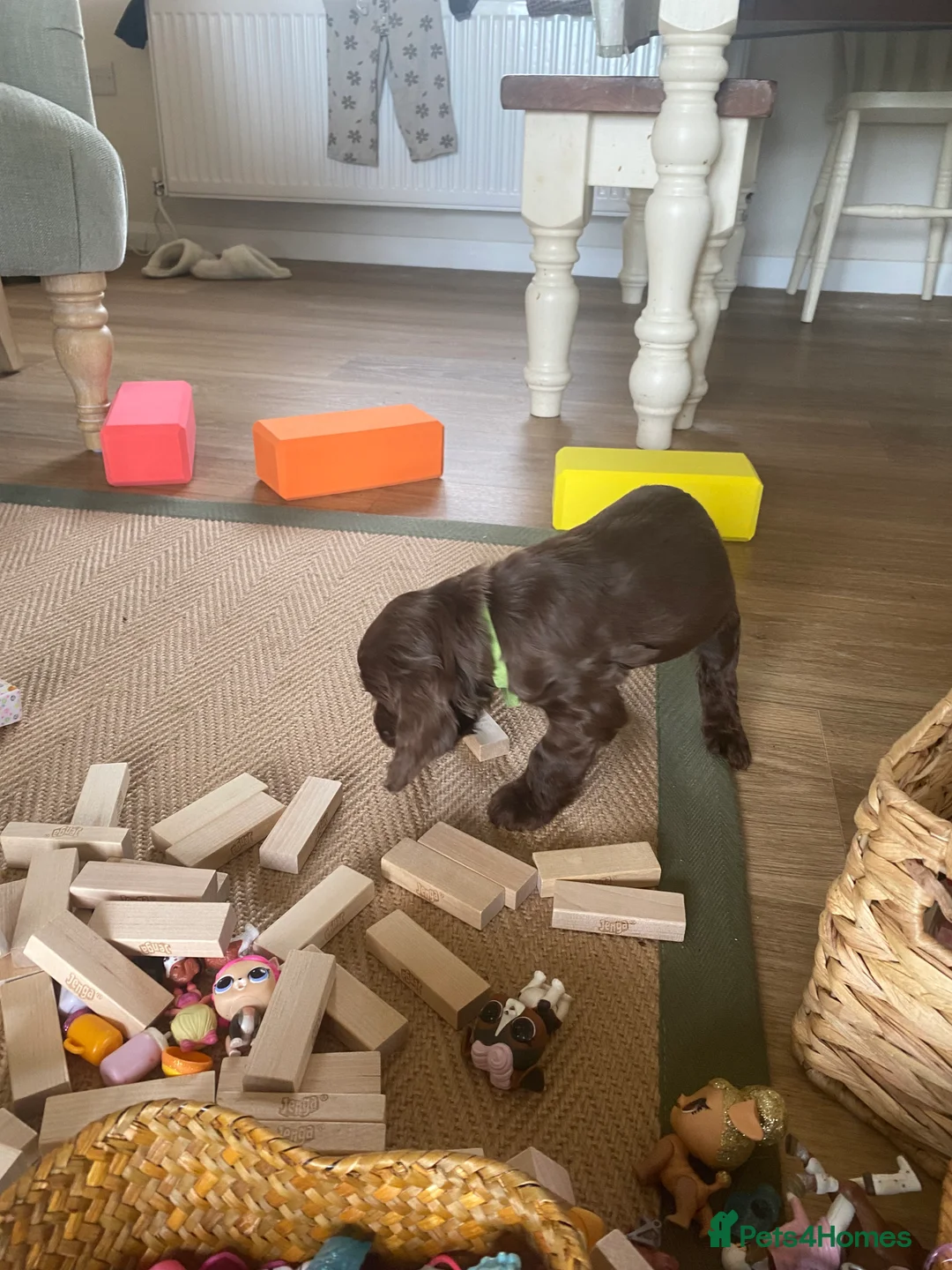 Cocker Spaniel dogs for sale: Gorgeous chocolate boys!  - Advert 4