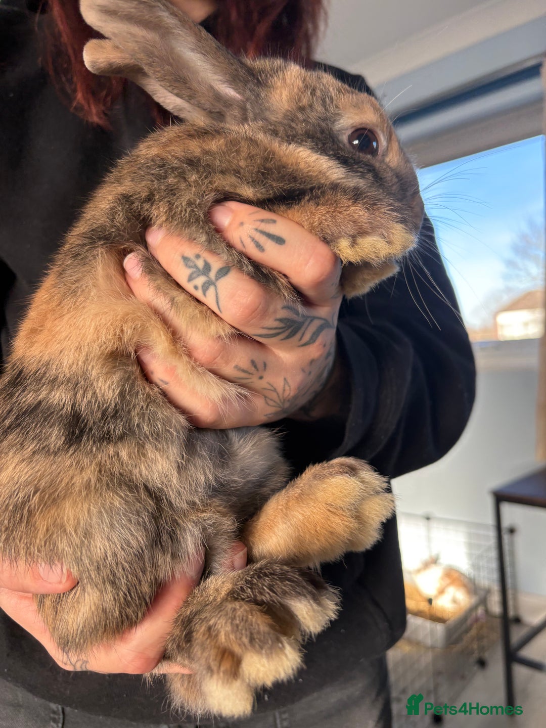 Mixed Breed rabbits for sale: 2 male Rex X netherland dwarf - Advert 6