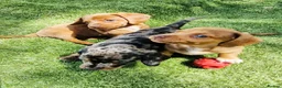 Dachshund dogs for sale: Puppys for sale in Hook - Advert 2