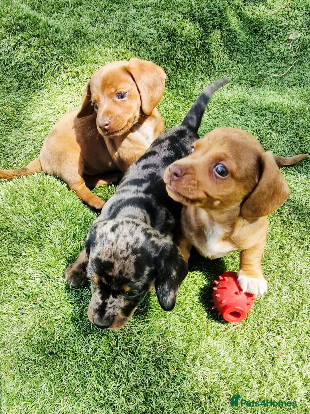 Dachshund dogs for sale: Puppys for sale in Hook - Advert 2