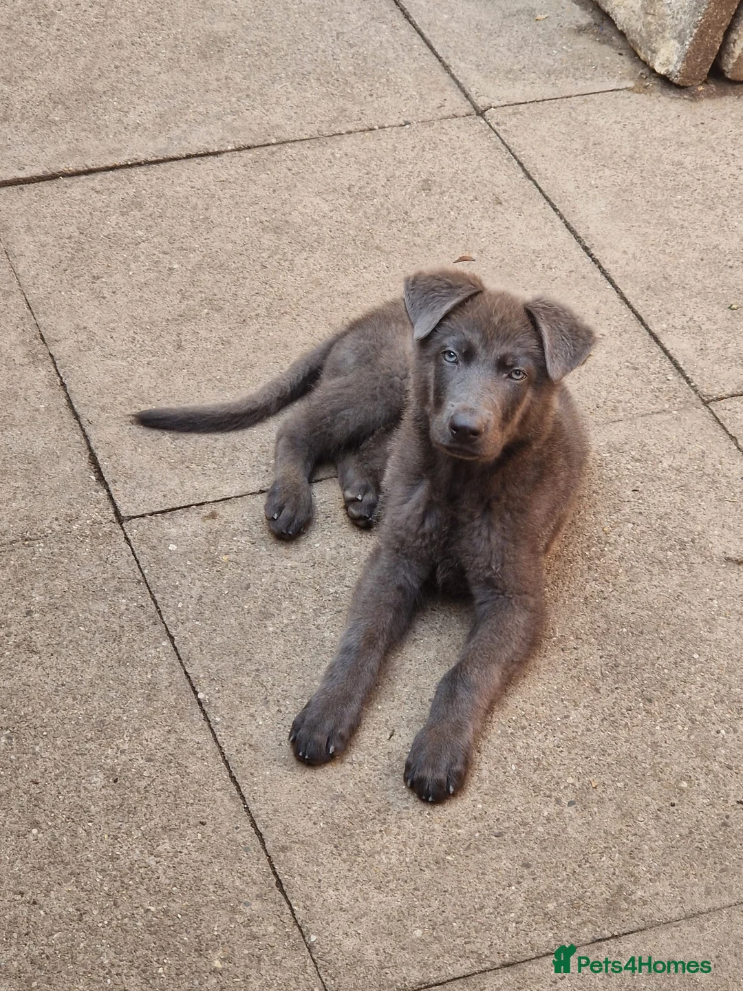 German Shepherd dogs for sale: Blue German Shepherd Boy in Swadlincote - Advert 4