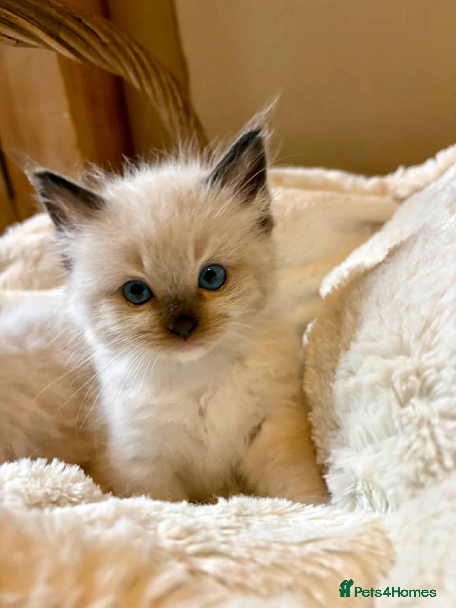 Ragdoll cats 💎 💗Fluffy Ragdolls (TICA pedigree)✨💎 - Advert 9