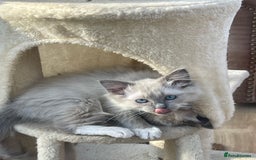 Ragdoll cats for sale: Beautiful ragdoll kittens  - Image 2