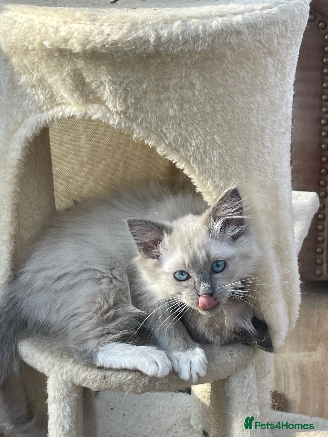 Ragdoll cats for sale: Beautiful ragdoll kittens  - Image 2