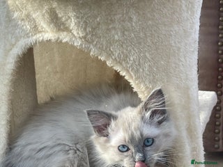 Ragdoll cats - Advert 28