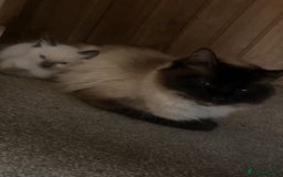 Ragdoll cats for sale: BEAUTIFUL PEDIGREE RADOLL KITTENS!!! - Image 5