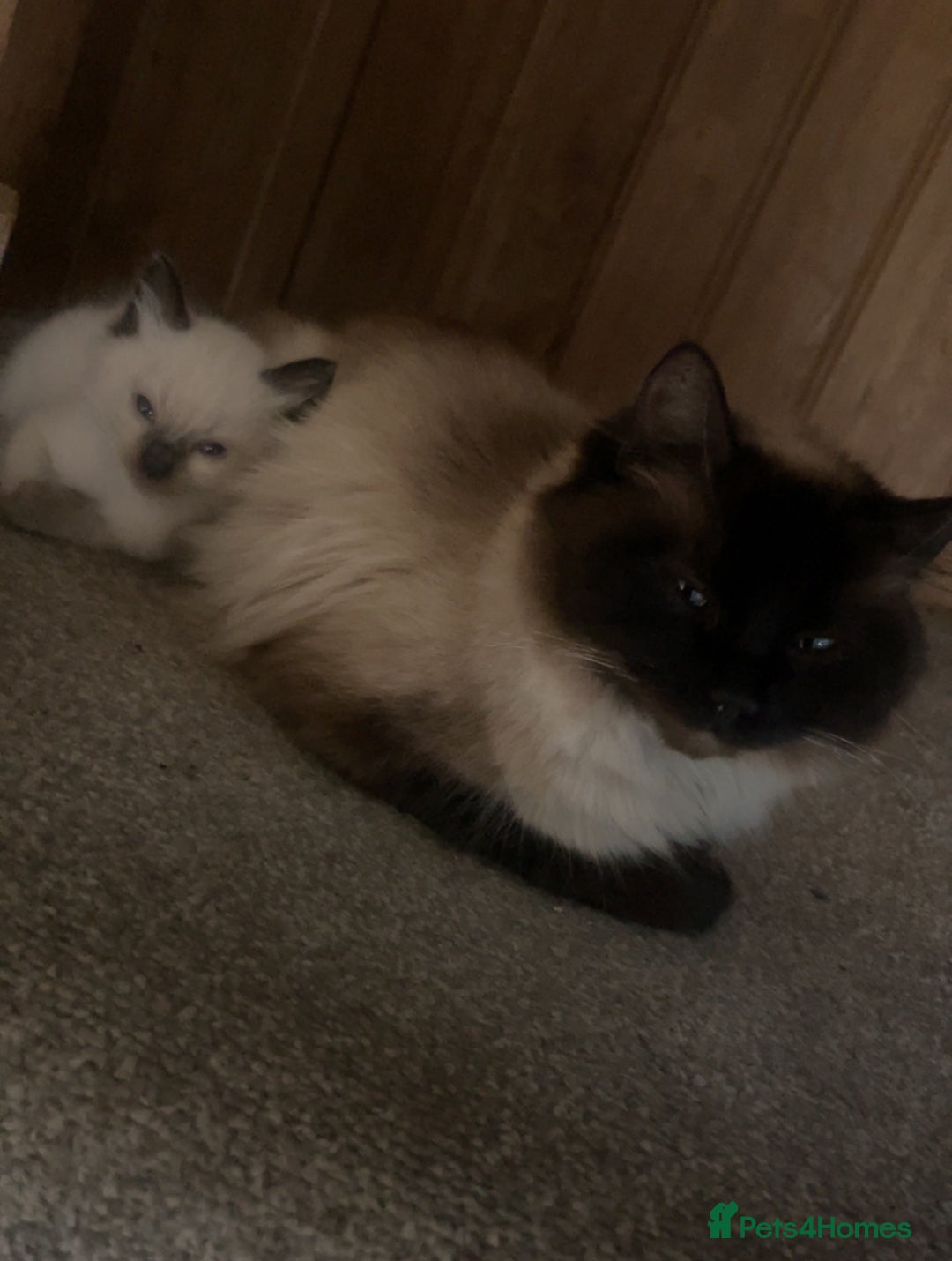 Ragdoll cats for sale: BEAUTIFUL PEDIGREE RADOLL KITTENS!!! - Image 5