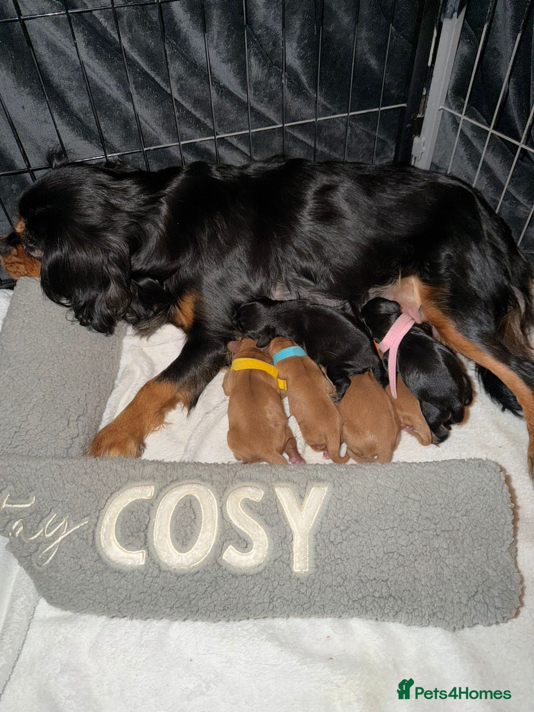 Cavalier King Charles Spaniel dogs for sale: 5 beautiful Cavalier King Charles puppies - Advert 22