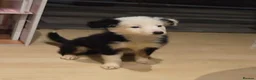 Border Collie dogs for sale: 2 male border collie  in Stalybridge - Advert 6