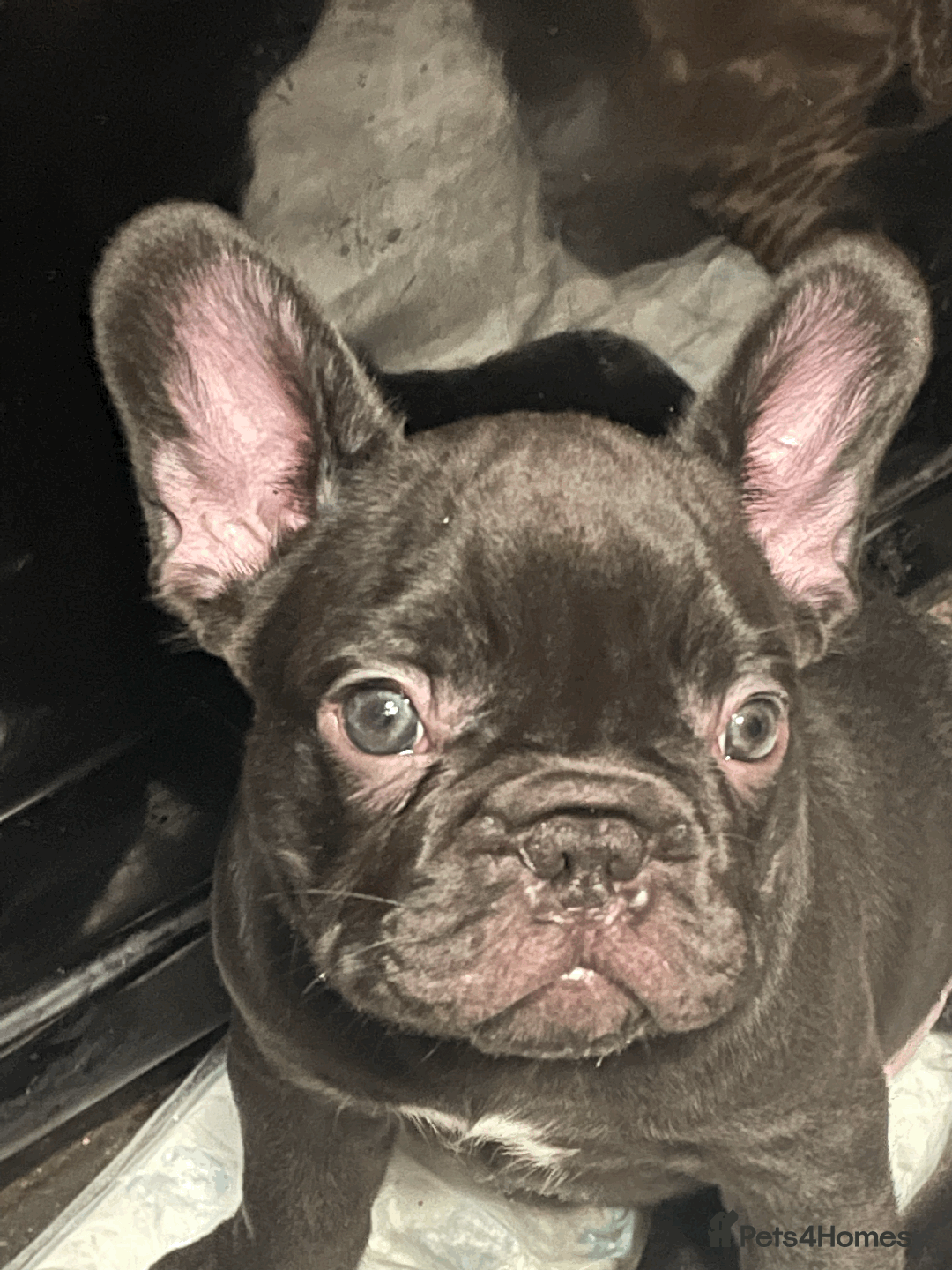 French Bulldog dogs for sale: French Bulldog - Advert 8