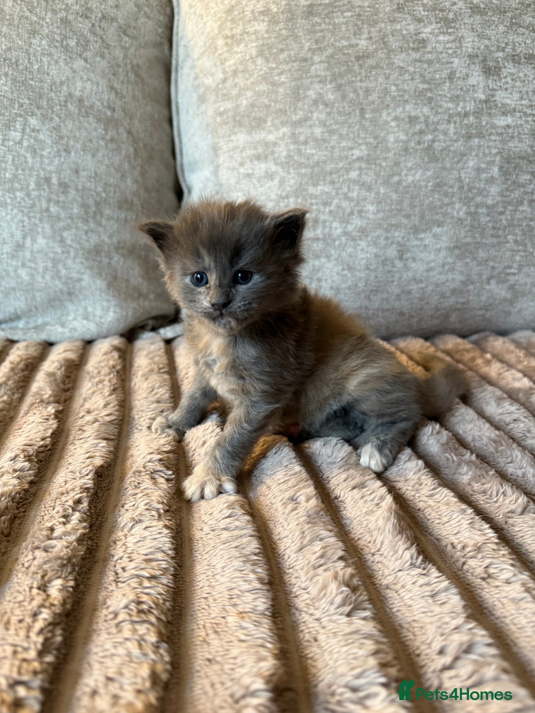Maine Coon cats for sale: Beautiful Maine Coon Kittens - Advert 21