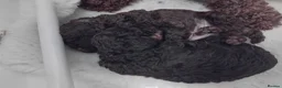 Cockapoo dogs for sale: F2b cockapoos  - Advert 6