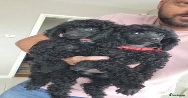 Mixed Breed dogs - Advert 6