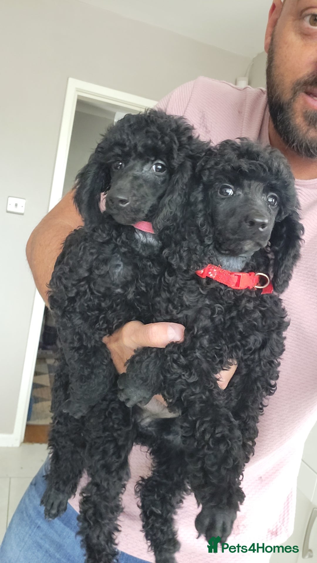 Mixed Breed dogs for sale: Quality Moyens! 2 girls left - very Rare in 🇬🇧  - Image 3