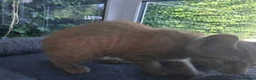 Mixed Breed cats for sale: Rare female Ginger Tabbies 😻 - Advert 11