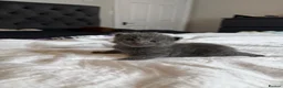 British Shorthair cats for sale: Cuddly grey kittens  - Advert 23