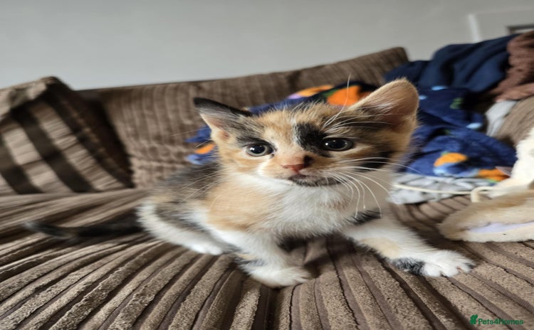 Mixed Breed cats - Advert 1