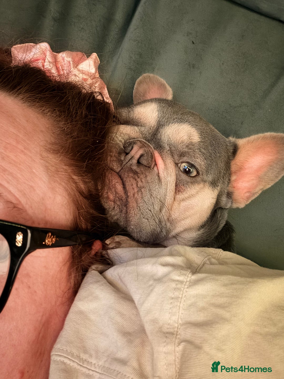 French Bulldog dogs for sale: 2 full breed 1 year old female French bulldogs  - Advert 2