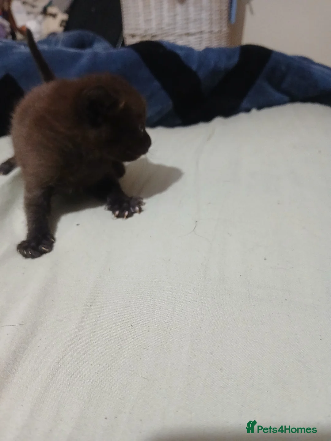 Mixed Breed cats for sale: Kittens  in Lincoln - Advert 9