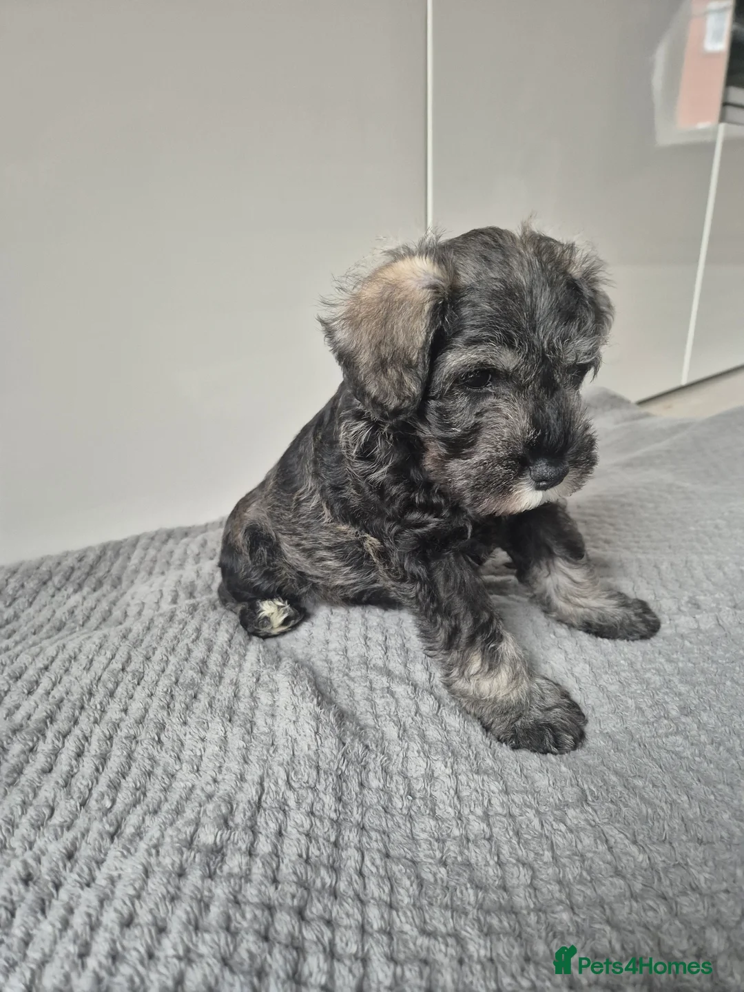 Miniature Schnauzer dogs for sale: KC Registered Miniature Schnauzer Puppies - Advert 18