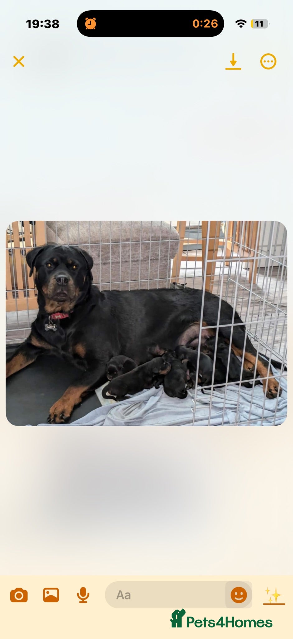 Rottweiler dogs Long and short hair chunky rotties  - Advert 1