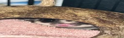 Sugar Glider rodents for sale: 2 female sugar glders in South Ockendon - Advert 39