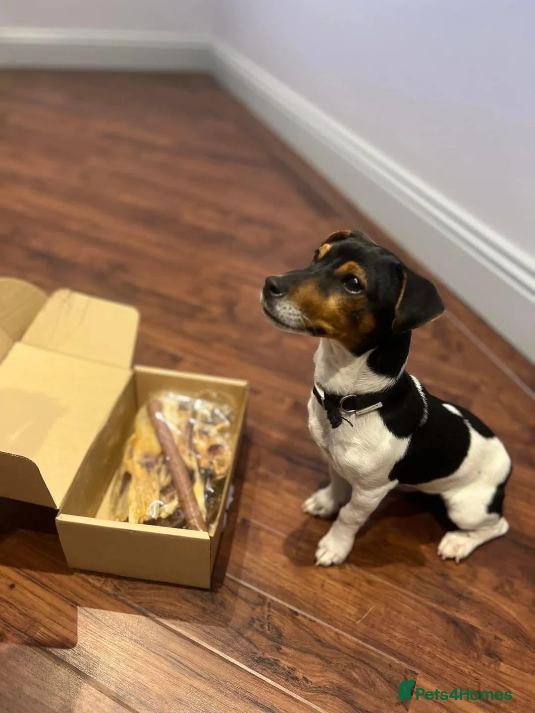 Jack Russell dogs for stud: Jack Russell tri color miniature smooth coat stud in Carlisle - Advert 9