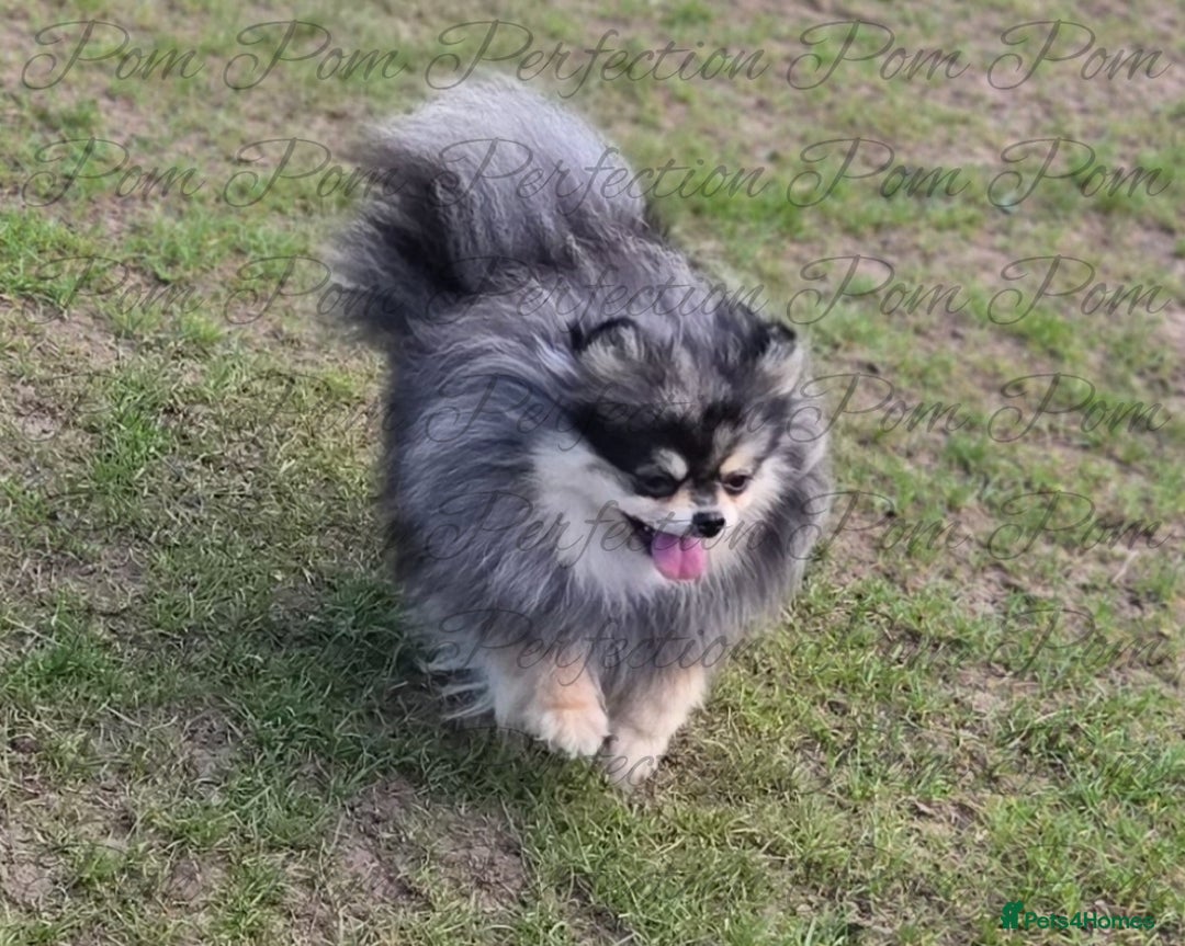 Pomeranian dogs for sale: Magical Teddy Bear Pomeranian Puppies  - Advert 13